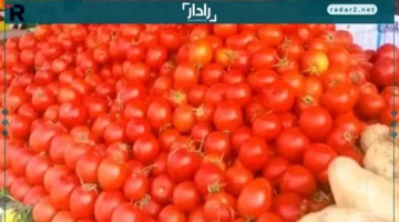 أسعار الطماطم والبطاطس في أسواق الأقصر اليوم الأحد